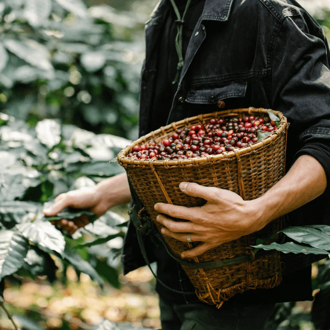From Light to Dark The Journey of Coffee Roasts Explained - Prestige Coffee
