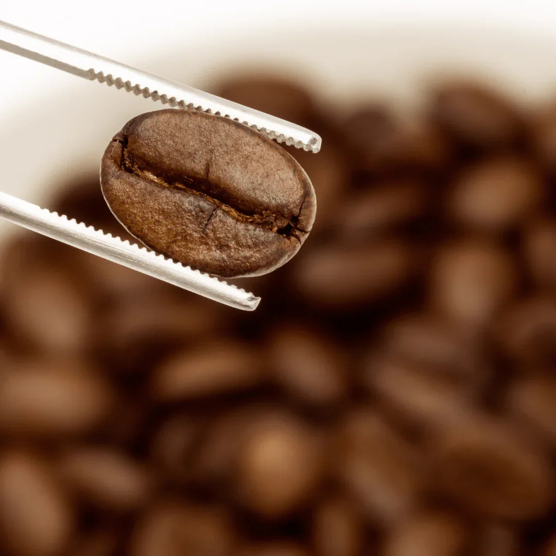 Discover the Roast Spectrum:  Light, Medium & Dark Coffee - Prestige Coffee