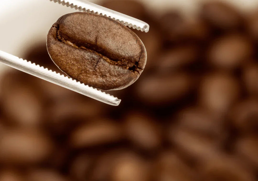 Discover the Roast Spectrum:  Light, Medium & Dark Coffee - Prestige Coffee