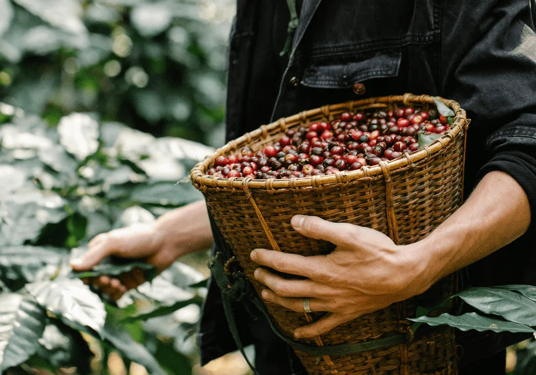 From Light to Dark The Journey of Coffee Roasts Explained - Prestige Coffee
