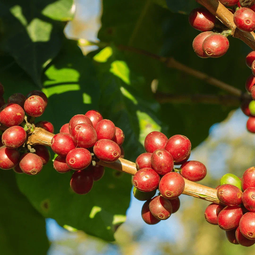 Sip, Savor, Repeat - 40 Fun Facts About Coffee - Prestige Coffee