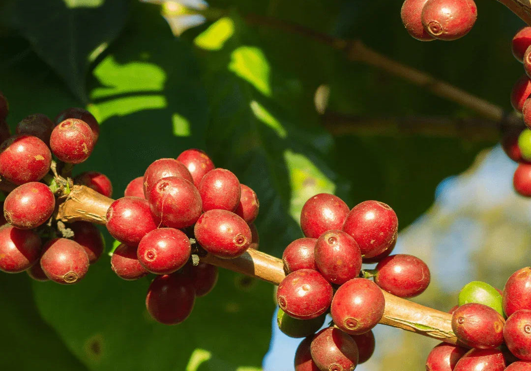 Sip, Savor, Repeat - 40 Fun Facts About Coffee - Prestige Coffee